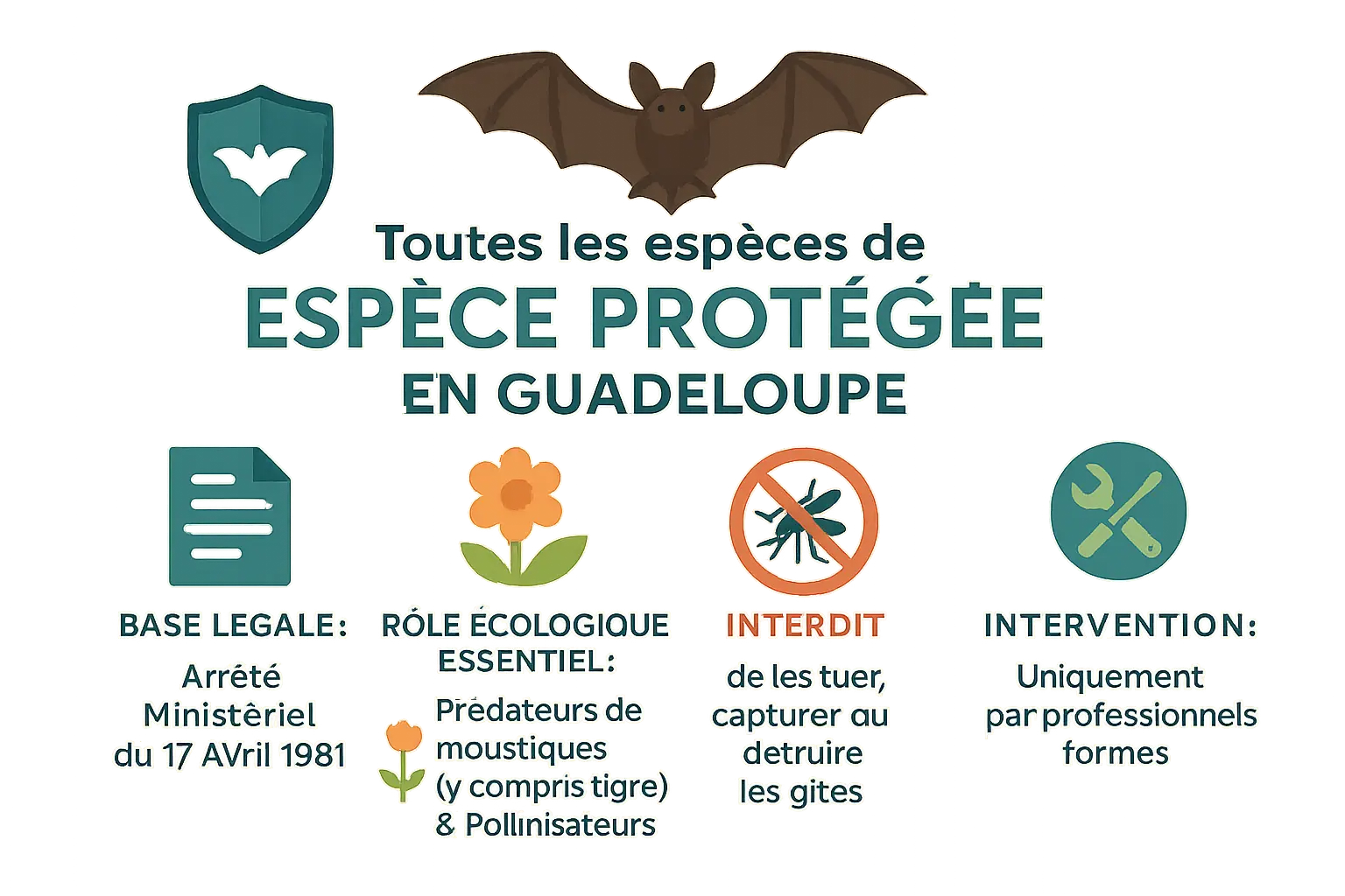 Chauve-souris en Guadeloupe